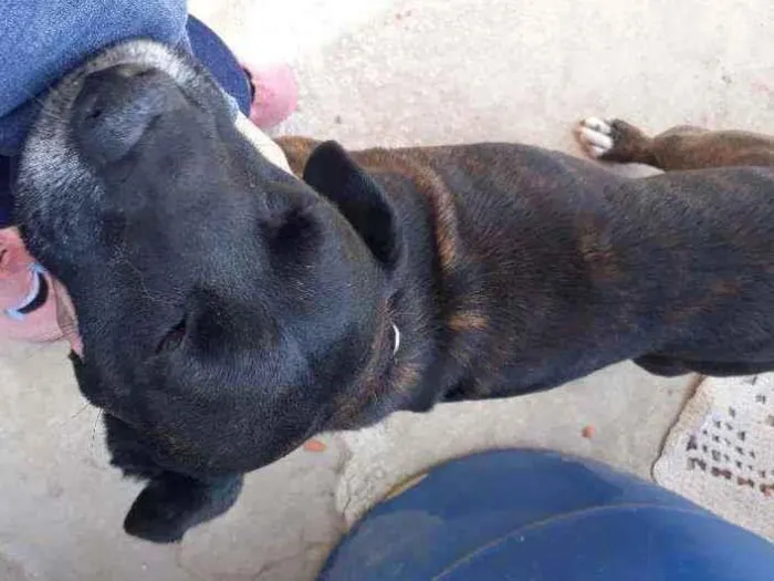 Cachorro ra a Viralata idade 6 ou mais anos nome Tom