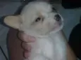 Sherman