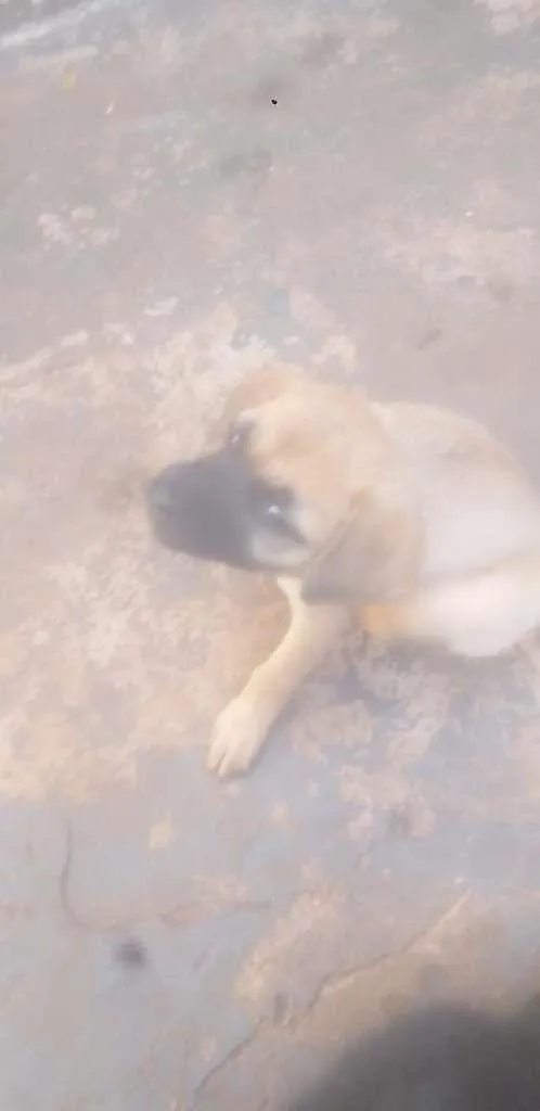 Cachorro ra a SRD-ViraLata idade Abaixo de 2 meses nome Nenéns