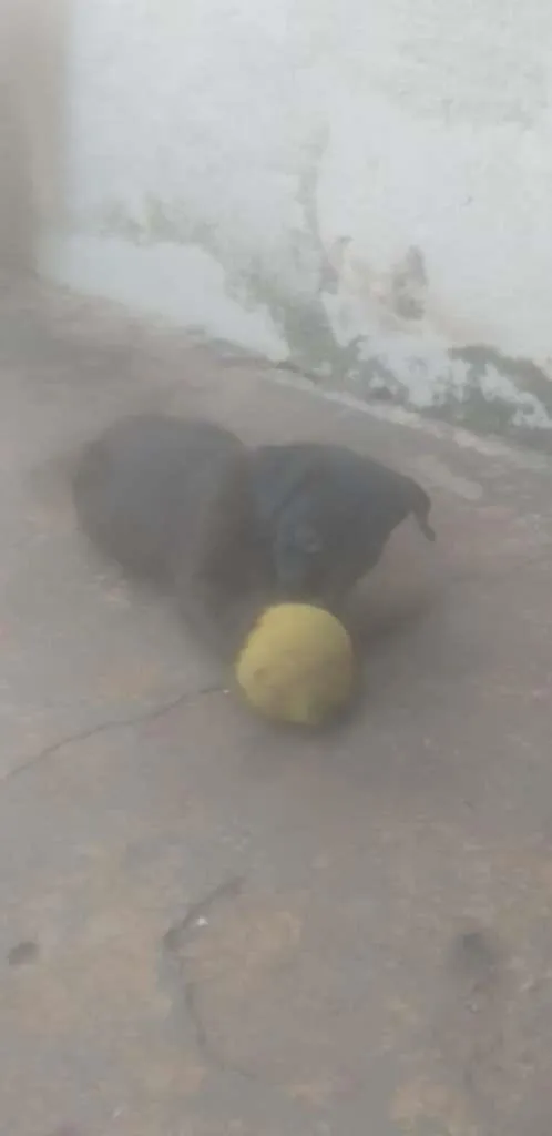 Cachorro ra a SRD-ViraLata idade Abaixo de 2 meses nome Nenéns