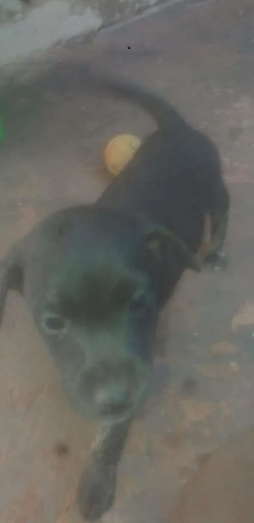 Cachorro ra a SRD-ViraLata idade Abaixo de 2 meses nome Nenéns