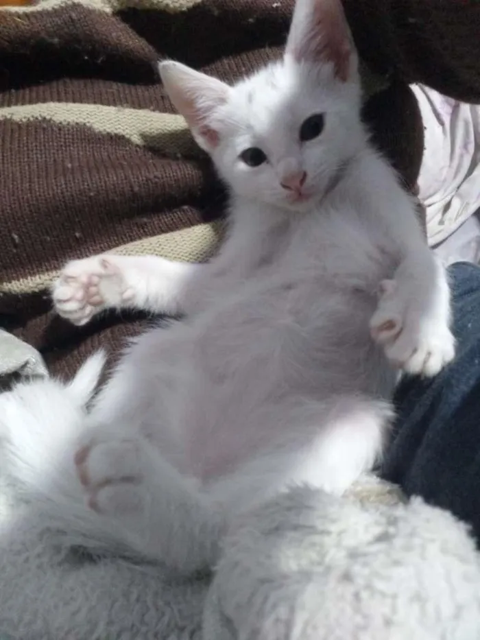 Gato ra a SRD-ViraLata idade 2 a 6 meses nome branquinho