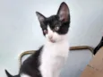 Pretinha