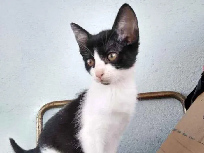 Gato ra a SRD-ViraLata idade 2 a 6 meses nome Pretinha