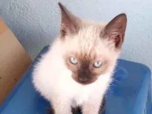 Gato raça Siamês idade 2 a 6 meses nome Gata com bota
