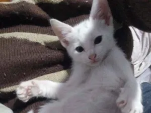 Gato raça SRD-ViraLata idade 2 a 6 meses nome branquinho