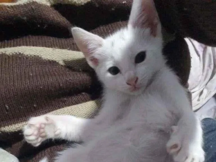 Gato ra a SRD-ViraLata idade 2 a 6 meses nome branquinho