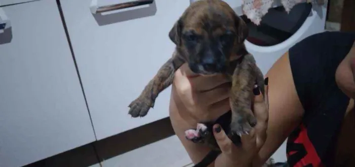 Cachorro ra a Boxer idade Abaixo de 2 meses nome Zeus