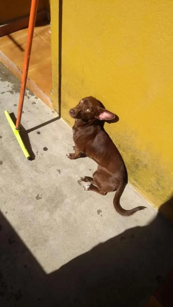 Cachorro ra a SRD-ViraLata idade 2 anos nome AMORA