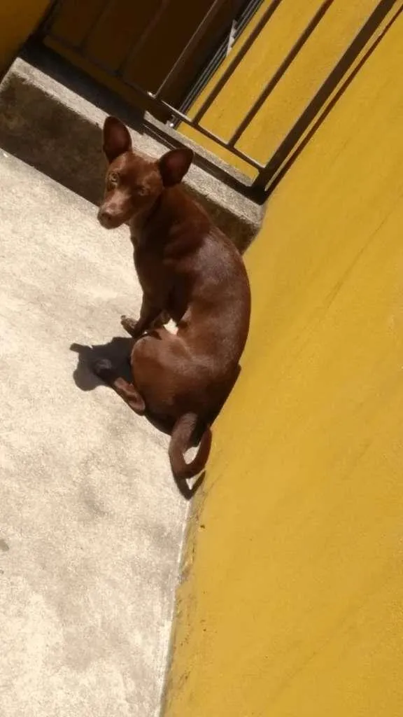 Cachorro ra a SRD-ViraLata idade 2 anos nome AMORA