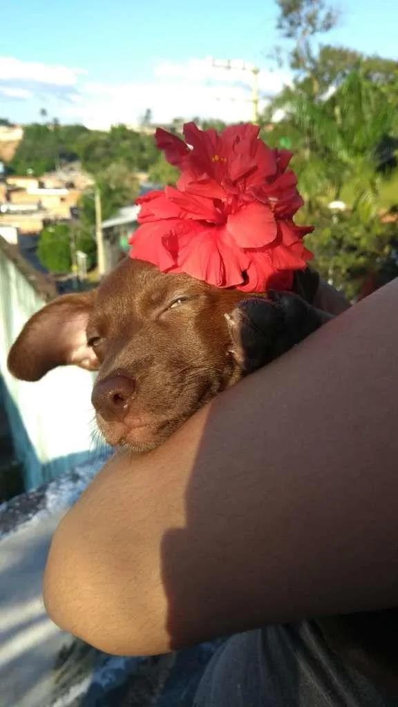 Cachorro ra a SRD-ViraLata idade 2 anos nome AMORA