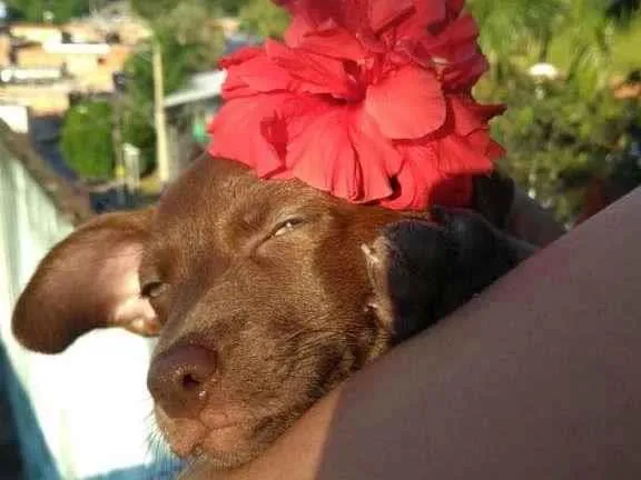 Cachorro ra a SRD-ViraLata idade 2 anos nome AMORA