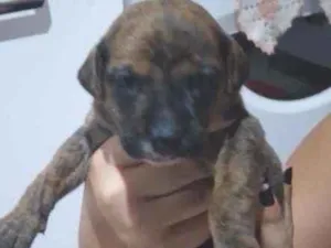 Cachorro raça Boxer idade Abaixo de 2 meses nome Zeus
