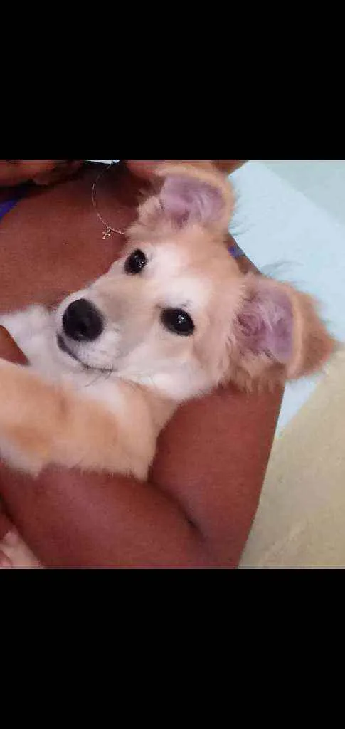 Cachorro raça Pudo com bace idade 7 a 11 meses nome Nina