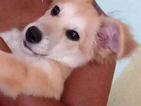 Cachorro raça Pudo com bace idade 7 a 11 meses nome Nina