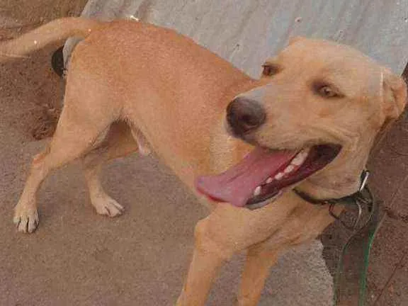 Cachorro raça Labrador idade 1 ano nome Toby