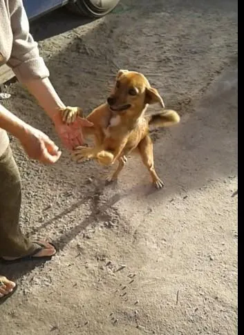 Cachorro ra a Dog caramelo idade 6 ou mais anos nome Estopinha