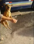 Estopinha