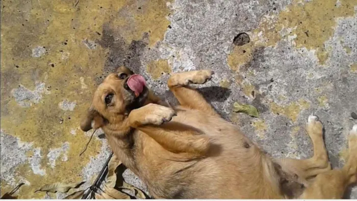 Cachorro ra a Dog caramelo idade 6 ou mais anos nome Estopinha