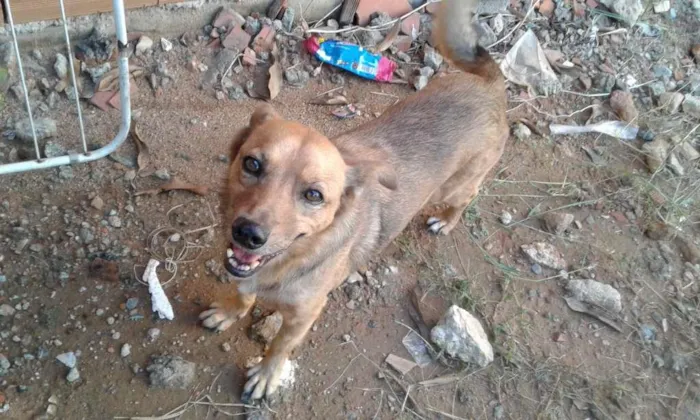 Cachorro ra a Dog caramelo idade 6 ou mais anos nome Estopinha
