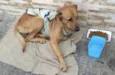 Cachorro raça Srd idade 1 ano nome Dudu anjinho URGENTE