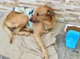 Cachorro raça Srd idade 1 ano nome Dudu anjinho URGENTE