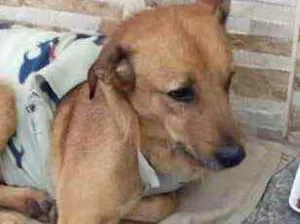 Cachorro raça Srd idade 1 ano nome Dudu anjinho URGENTE