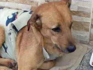 Cachorro raça Srd idade 1 ano nome Dudu anjinho URGENTE