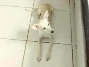 Cachorro raça Vira-Lata idade 2 anos nome Estrela