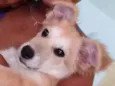 Nina