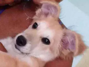 Cachorro raça Pudo com bace idade 7 a 11 meses nome Nina
