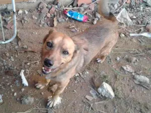 Cachorro raça Dog caramelo idade 6 ou mais anos nome Estopinha