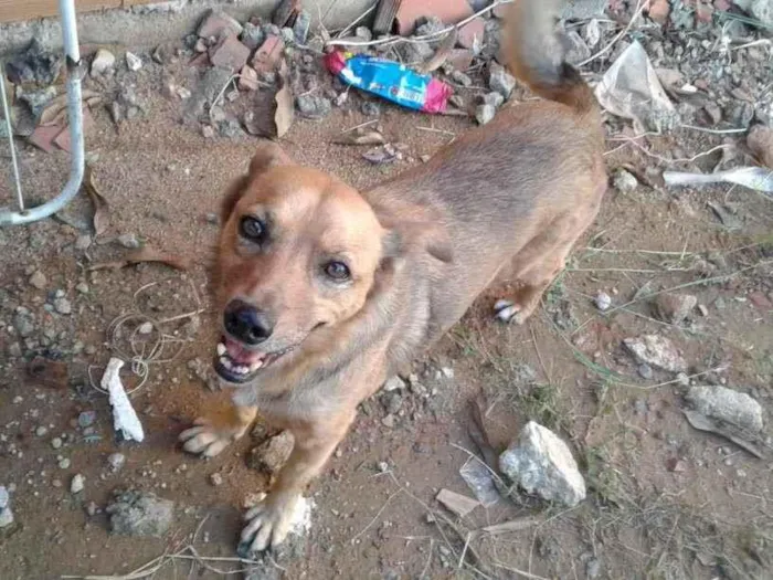 Cachorro ra a Dog caramelo idade 6 ou mais anos nome Estopinha