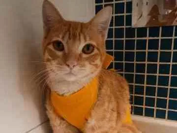 Gato ra a SRD idade 2 a 6 meses nome Amarelinho