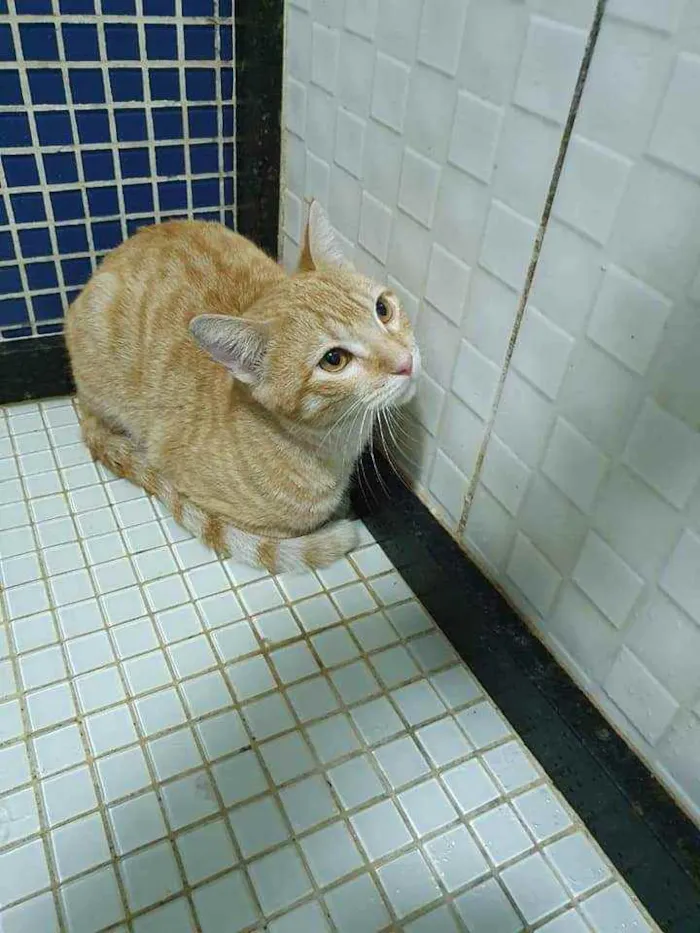 Gato ra a SRD idade 2 a 6 meses nome Amarelinho