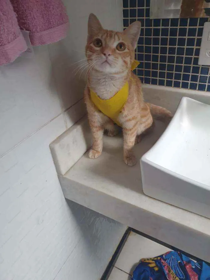 Gato ra a SRD idade 2 a 6 meses nome Amarelinho