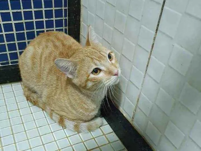 Gato ra a SRD idade 2 a 6 meses nome Amarelinho