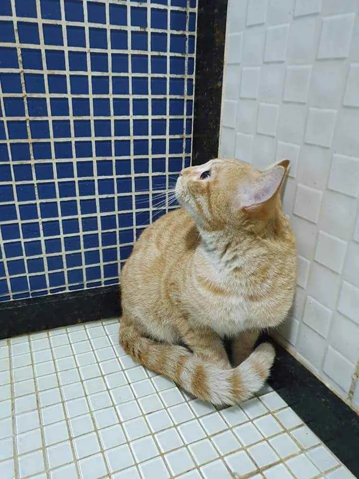 Gato ra a SRD idade 2 a 6 meses nome Amarelinho