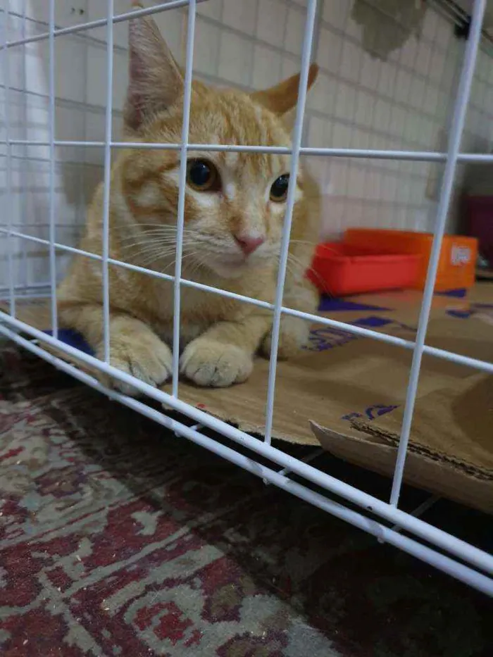 Gato ra a SRD idade 2 a 6 meses nome Amarelinho
