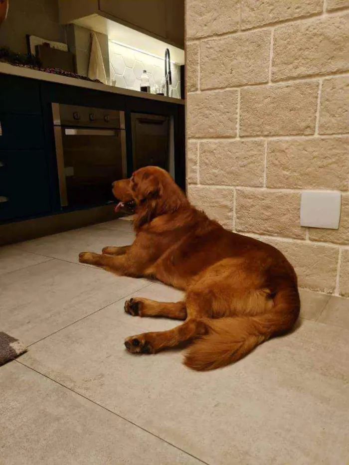 Cachorro ra a Golden retriever idade 2 anos nome Sheik