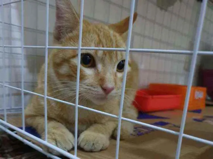 Gato ra a SRD idade 2 a 6 meses nome Amarelinho