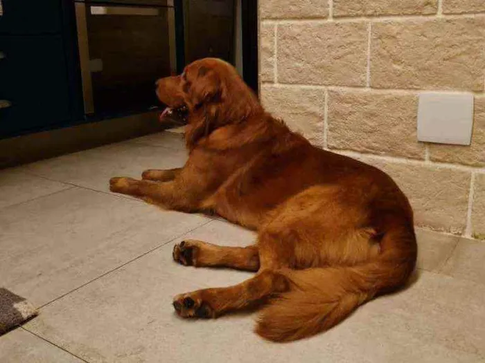 Cachorro ra a Golden retriever idade 2 anos nome Sheik
