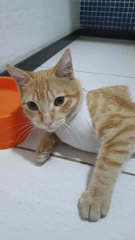 Gato ra a SRD idade 2 a 6 meses nome Amarelinho