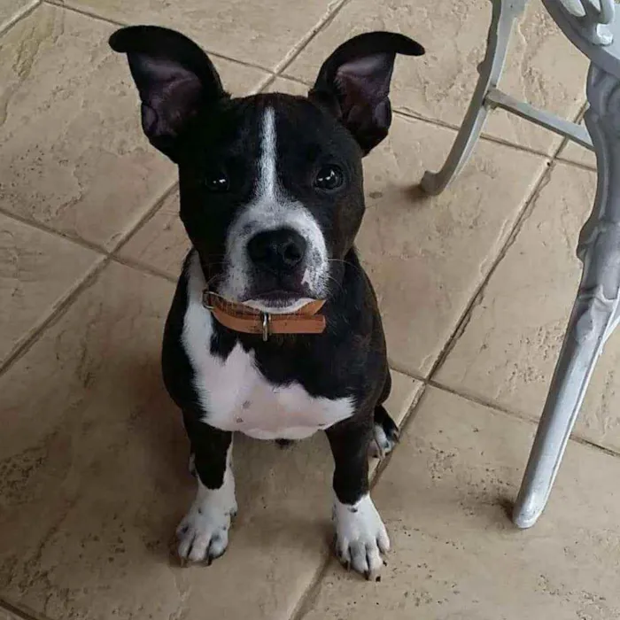 Cachorro raça Stratfordshire terrier idade 2 anos nome Sem nome