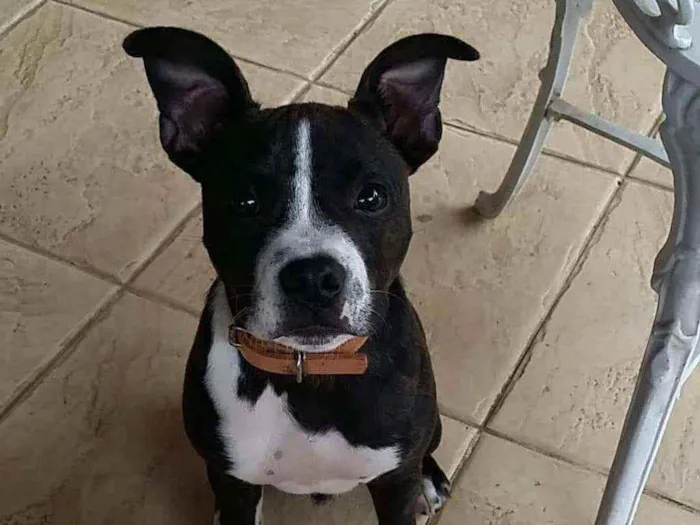 Cachorro raça Stratfordshire terrier idade 2 anos nome Sem nome