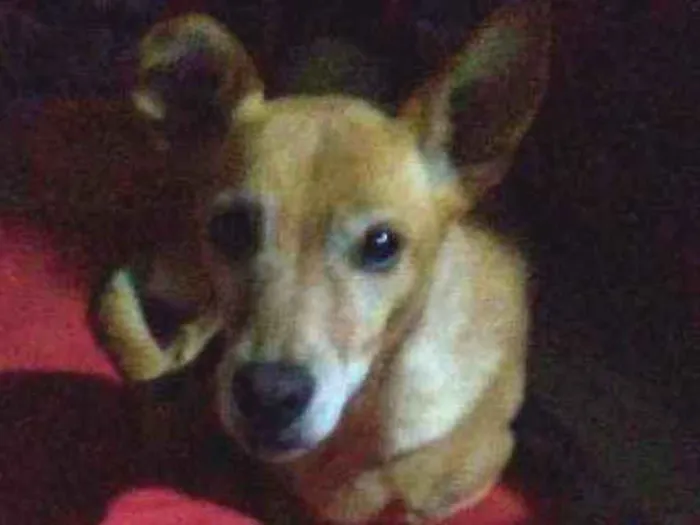 Cachorro ra a Vira latas caramelo idade 2 a 6 meses nome Bambi