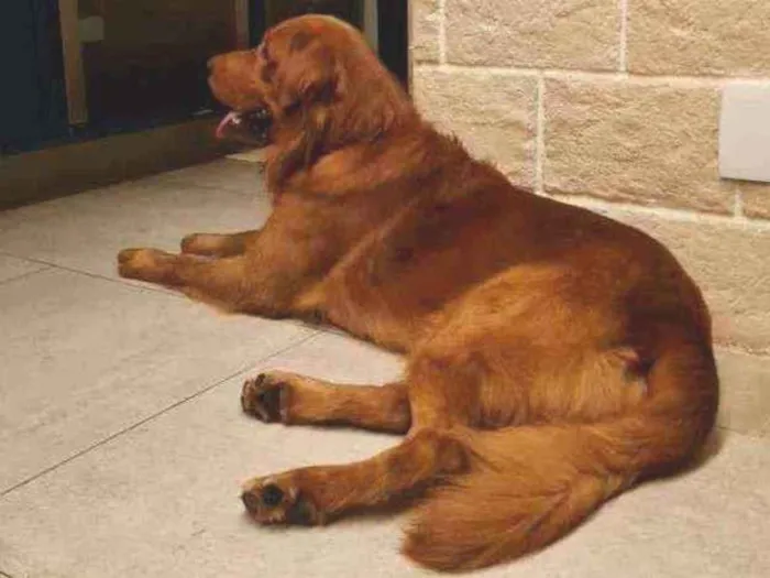 Cachorro ra a Golden retriever idade 2 anos nome Sheik
