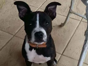 Cachorro raça Stratfordshire terrier idade 2 anos nome Sem nome