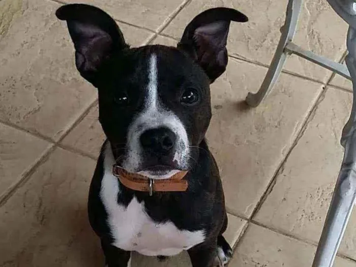 Cachorro raça Stratfordshire terrier idade 2 anos nome Sem nome