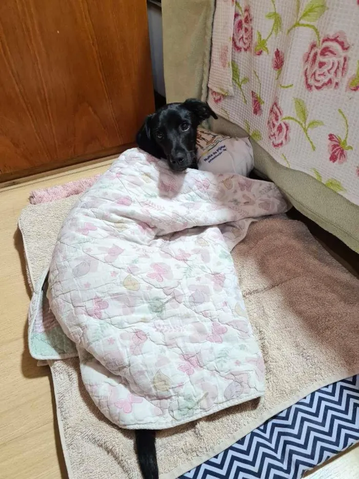 Cachorro ra a srd - aspecto de labrador pret idade 7 a 11 meses nome Myke